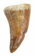 Plesiosaur Tooth - North Sulfur River, Texas #42477-1